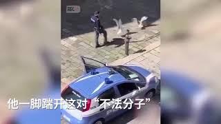 妙趣横生！意大利两只海鸥打架被警察一脚踹开