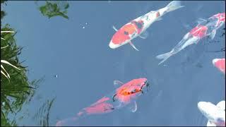 amazing beautiful sea world