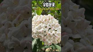 유럽분꽃 분양 #shorts #유럽분꽃 #트리웰포트