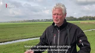 Boer Willem redt weidevogels: 'Ik doe het met alle liefde' [RTV Utrecht]