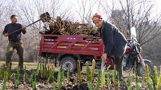 We Collected Asparagus Root from the Forest - Asparagus Planting in our Garden
