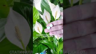 СПАТИФИЛЛУМ ЗАЦВЕТЁТ ДАЖЕ ОТ 1 ТАБЛЕТКИ! #комнатныецветы #спатифиллум #подкормка