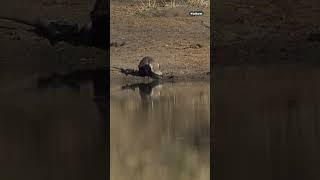 The mighty honey badger