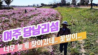 [4K] 경기도 가을 명소! 당남리섬에서 만난 코스모스의 향기