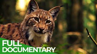 In the Wilderness of the Carpathian Mountains | Wild Slovakia | Free Documentary Nature