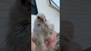 Fiona is always feeling like a pretty princess ogre. ◡̈ #chicken #chickens #animal #funny #animals