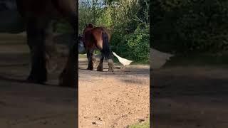 Goose killed by horse by kickingtressure sleeping moment naruto goku 감스트 먹방asmr 복부인#shorts #love