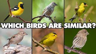 One Great Reason You Should Become an Expert Birdwatcher