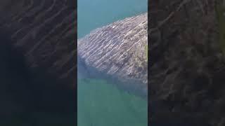 Large adult Manatees checking out the kayak - Crystal River, FL