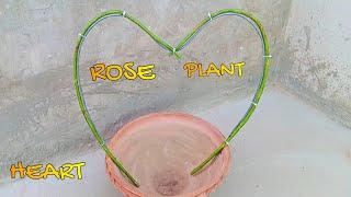 How To Grow Rose Plant Cuttings | Rose Plant Bonsai