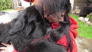 Newfoundland dog thinks he’s a tiny lap dog and wants to cuddle