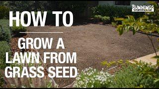 How To Grow Grass From Lawn Seed - Bunnings Warehouse