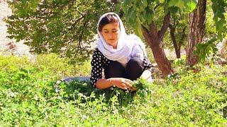 village life afghanistan| Cooking zucchini in the countryside| Daily life in Afghanistan