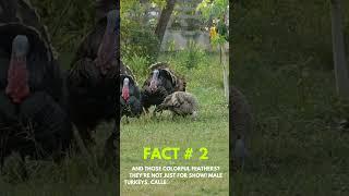 Surprising Turkey Facts That Will Blow Your Mind!