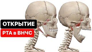 Как происходит (открытие рта) опускание нижней челюсти в ВНЧС. Височно-нижнечелюстной сустав