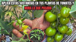 Cómo aumentar la resistencia a plagas y enfermedades de una planta de tomates