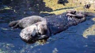 Mother Otter Snuggles With Newborn Baby Otter