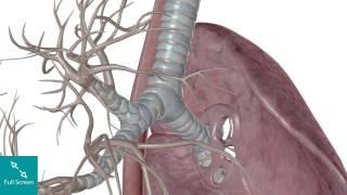 Трахея 3D анатомия / Trachea 3D anatomy