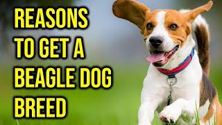 Top 10 Reasons To Get A Beagle Dog Breed/Amazing Dogs