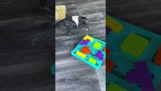 SCARY New Puzzle 