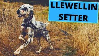 Llewellin Setter - TOP 10 Interesting Facts