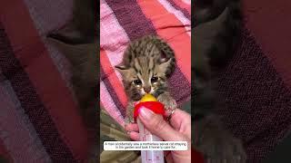 A man accidentally saw a motherless serval cat straying in his garden and brought it home #shorts