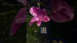 수줍은 사랑의 밤 - 작약꽃. A flower of shy love.