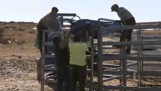 Snowy River brumbies set to be culled