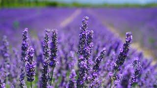 Peaceful Relaxing Lavender Fields Music For Meditation, Stress Relief, Study