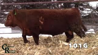 Caraway Red Angus Ranch 2021- 101G