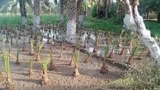 Dhakki  dates plants 03449098819