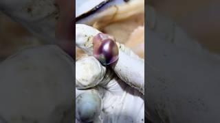 “8 Years of Freshwater Baroque Pearls | Natural Purple Baroque Cultivation”#pearl #jewellery