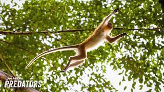 Young Macaque Challenges Alpha For Troop Dominance | Macaque Island 101