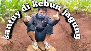 santuy di kebun jagung  - sunandar upil