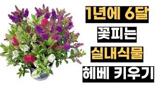 꼬마헤베 꽃 만발하게 제대로 키우는 법