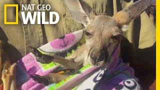 Rescued Baby Kangaroo Chills in a Homemade Pouch | Nat Geo Wild