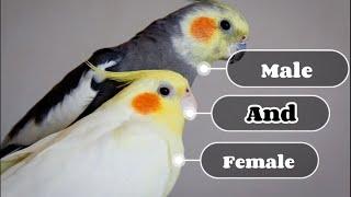 3 simple way to identify cockatiel male and female