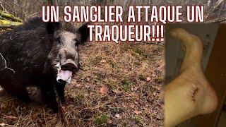 Chasse en Alsace:un sanglier attaque un traqueur!!! Wild Boar Attack/Wildschweinangriff