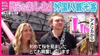 【日本の桜】“ニッポンで花見”  外国人観光客に聞いた魅力