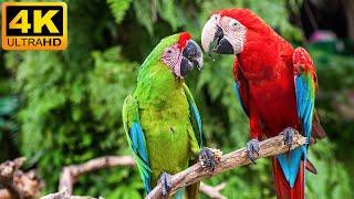 Our Planet | Macaw Parrots 4K - Relaxing Music With Colorful Birds In The Rainforest