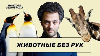 Выпуск о ловкости без рук: жирафы, аисты, пингвины | Илья Колмановский, подкаст «Полтора землекопа»