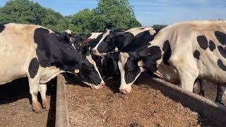 Silage Time