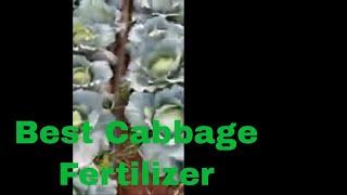 Best Cabbage Fertilizer | Growing Cabbage organic