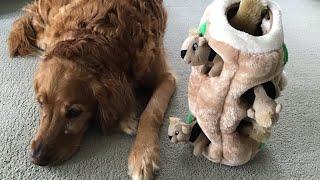 Outward Hound Hide-A-Squirrel Squeaky Puzzle Plush Dog Toy - Hide and Seek Activity for Dogs Review