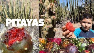 Temporada de Pitayas en el Sur de Jalisco, La mejor fruta de Mexico, Tizapan El Alto, Jalisco.