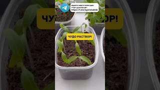 Спорим вы не знали об этом? #рассада #огород #раствор