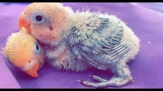 The Baby Lovebirds Are Growing Fast! | Week 2 | Baby Lovebird Growth Series