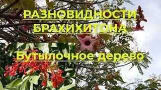 Бутылочное дерево Брахихитон и его разновидности