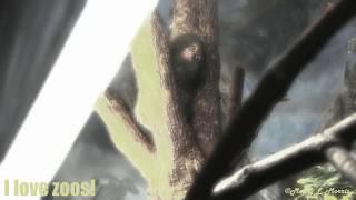 Pygmy Marmoset Peeking From Above (special effects video)