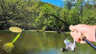 Rooster Tail Gets CRUSHED Bank Fishing